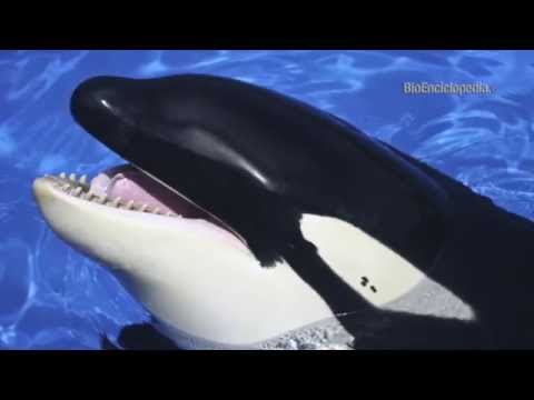 Video: Golondrina orca: descripción y foto