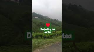 🥰🥰darjeeling tea garden #highlight #shortvideo