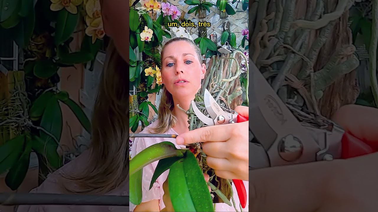 Como cortar a haste floral da orquídea phalaenopsis