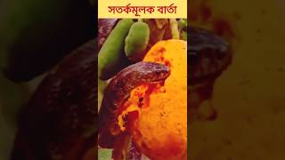 সতর্কমূলক বার্তা l #shortfeed #snake #qurbani #4kstatus #fish  #shortvideo #imamqasim #youtubetv #tv