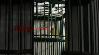 Masteran Pleci Nembak Rapet  Speed kicaumania pleci plecimania plecimaniaindonesia