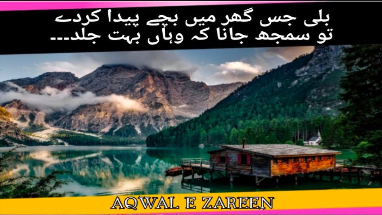 Secrets Unveiled What Happens When A Cat Gives Birth In Your House secrets-unveiled-what-happens-when-a-cat-gives-birth-in-your-house