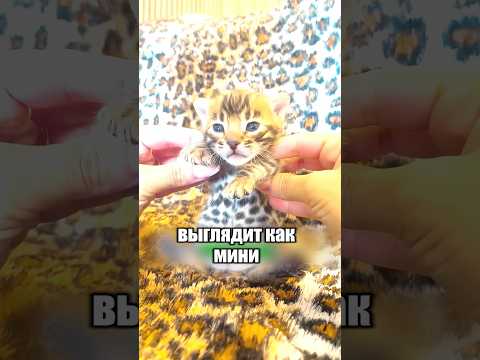 Самые дорогие коты в мире 💸🐈 #милыеживотные #животные