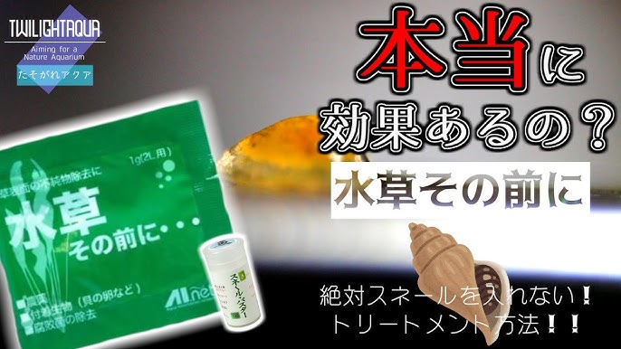 アクアリウム 水草 水草投入の前処理にco2 Aquarium 水草 Youtube アクアリウム 水草 水草投入の前処理にco2 Aquarium 水草 Youtube