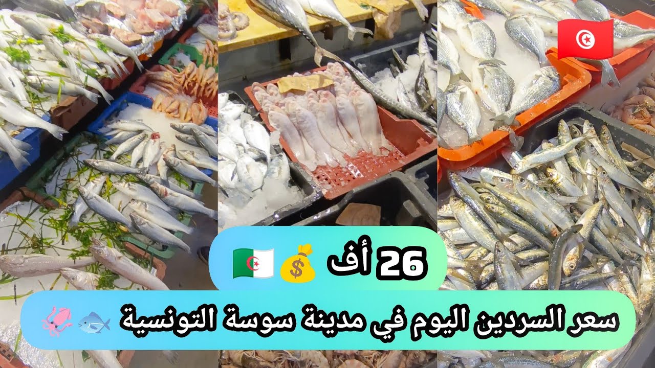 March De Sousse Tunisie Prix De La Sardine 260 Dinars Aujourd March De Sousse Tunisie Prix De La Sardine 260 Dinars Aujourd