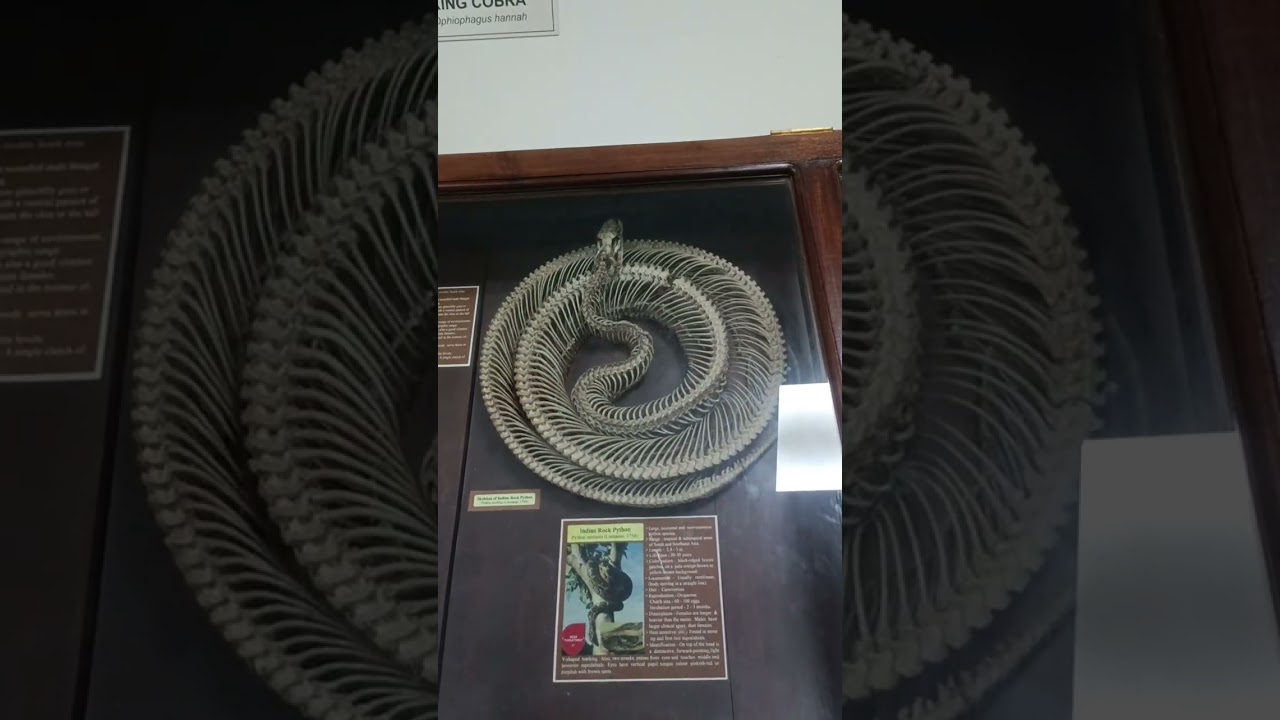 Thiruvananthapuram museum 🎨