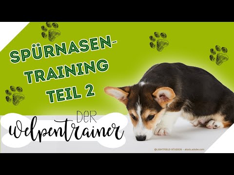 Video: Welpenschüler berichten für die Klasse in einem New Detection Dog Training Center
