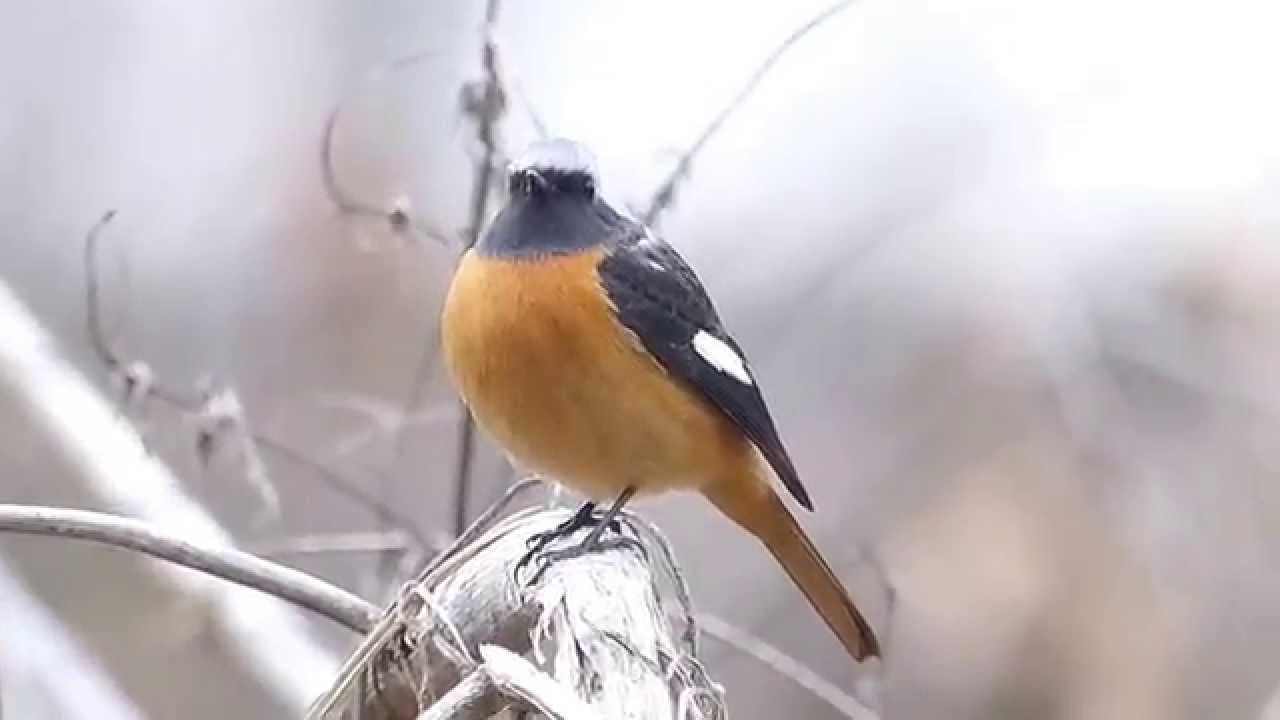 ムビる04643 ジョウビタキ joubitaki - Daurian Redstart 