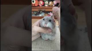 Crafting Cuteness: Needle Felting a Charming Hamster - DIY Tutorial screenshot 1