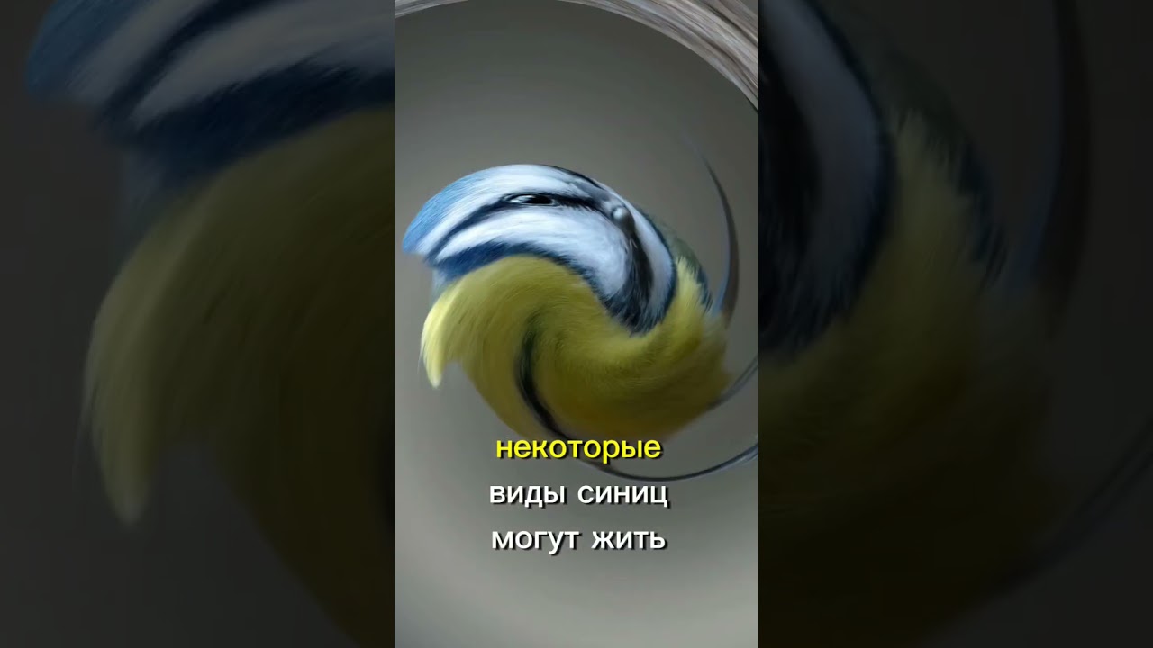 синица #синицы #природа #птицы