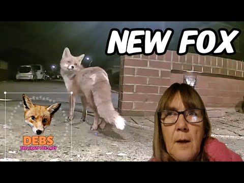 Is this a new fox?! #wildlife #fox #cuteanimals #caughtoncamera # ...
