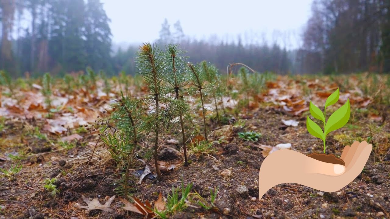 Lesní školky na Lesním závodě Konopiště