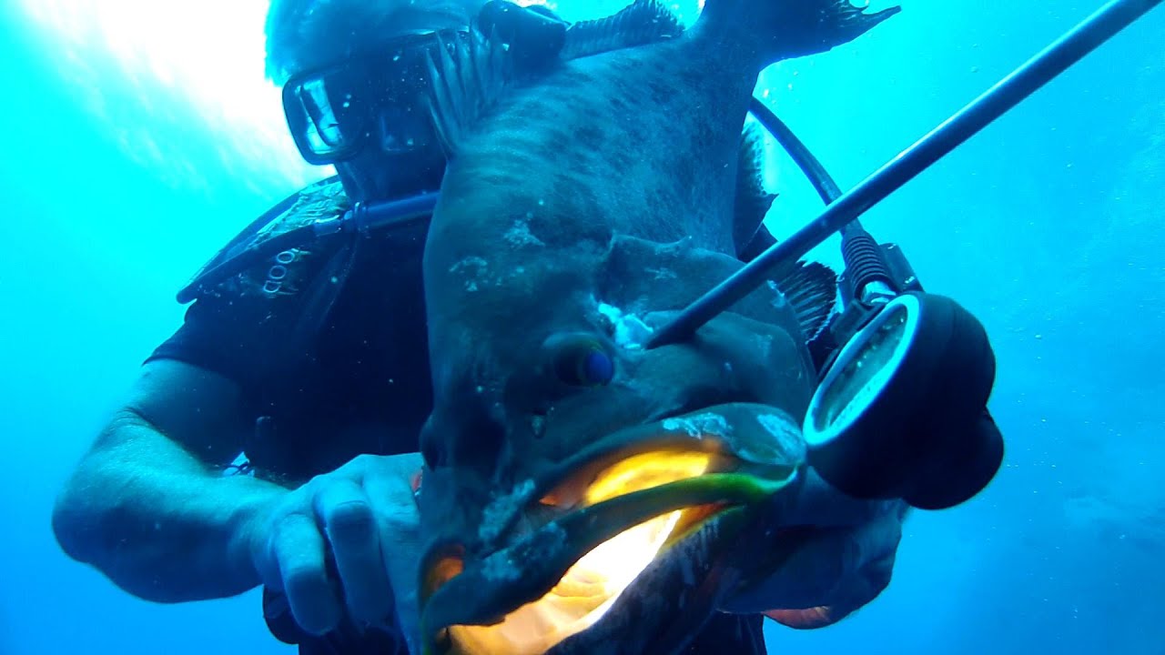 Perremo Fish 2015Oct10 VK823 Deep Water Platform Diving with PRIMOFISH - YouTube