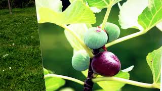 Frühling Im Do Fredenbaumpark 2023