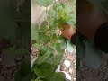 Metik bayam liar samping rumah untuk masak bobor cambur daun labu