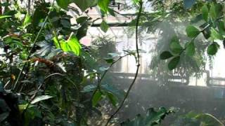 ColdMist Ledebuhr rotary atomisers for greenhouse mist cooling or humidification