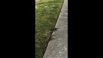 Gopher snake eats ghopher