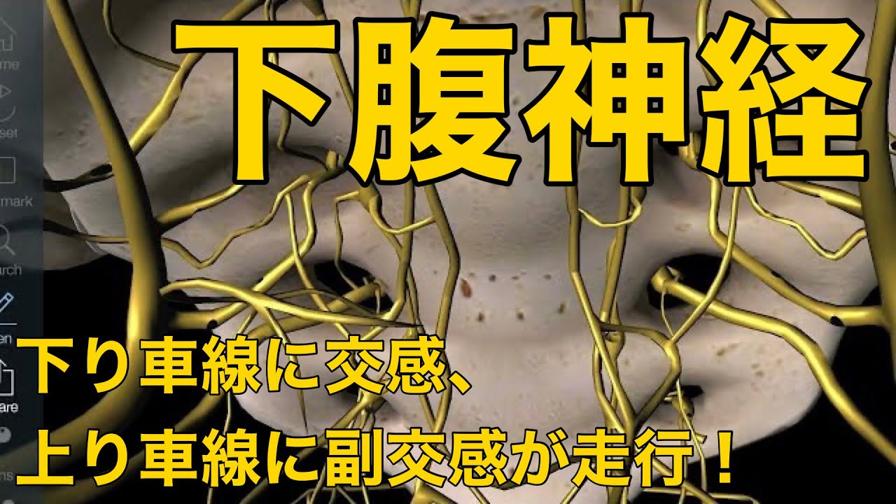【下腹神経】下り車線に交感、上り車線に副交感が走行！