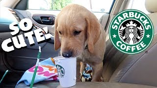 PUPPY GOES TO STARBUCKS!! by Dogs React 10,470 views 4 years ago 6 minutes, 2 seconds