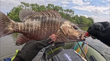 Nguyên ngày câu lure cá chẽm bằng cần ashino Twinmaster 575k , cần bình dân nhưng thích mạnh mẽ 