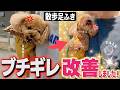 【⚠️攻撃行動】足拭きで噛み暴れるトイプーが嘘みたいに変わりました！