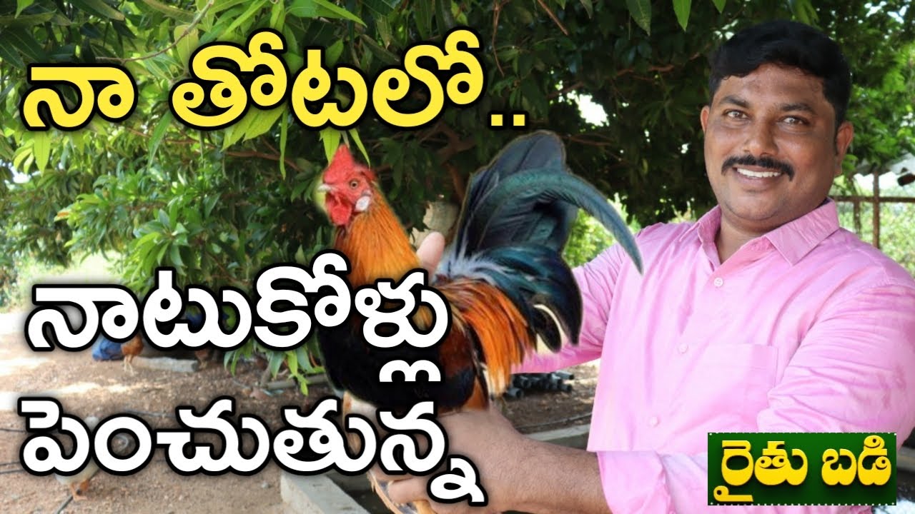 తోటలో నాటు కోళ్లు పెంచుతున్నాను.. కోడి పిల్లలు ఎక్కడా కొనొద్దని అర్థమైంది | తెలుగు రైతుబడి