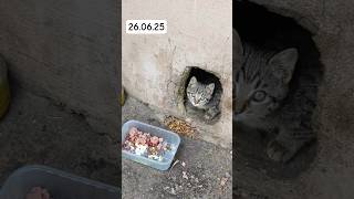 #cat 26.06.25 #fromkhersonua