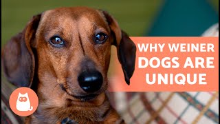 10 THINGS You'll Only UNDERSTAND if You Have a DACHSHUND ❤