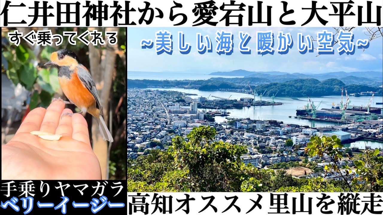 ヤマガラと触れ合える【愛宕山と大平山】