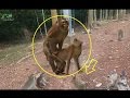 Monkey find love, monkey meeting. monkey playing, monkeys jumping on the...