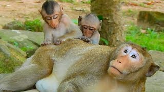 Bronx Grooming For Mark Such As A Good Boy Monkey Post