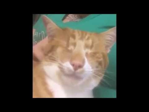 special needs animals for adoption near me Shelter tour 7/1/16 10 pm