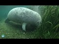 What do manatees eat