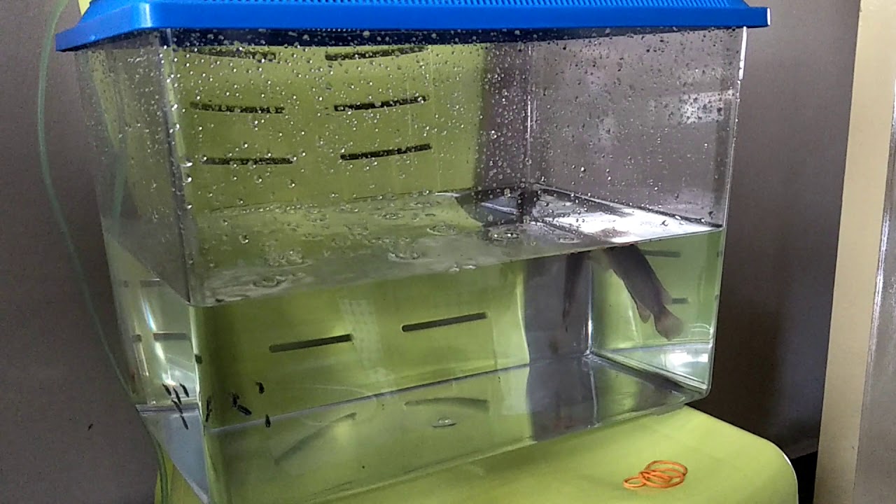 Ikan Puyu Melompat Youtube