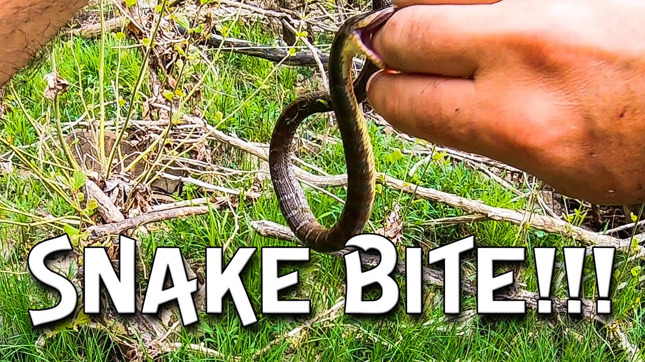 Bit by a SNAKE while creek fishing!!!! - YouTube