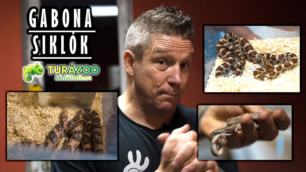 MUTI A GABONASIKLÓIDAT ATI! :)