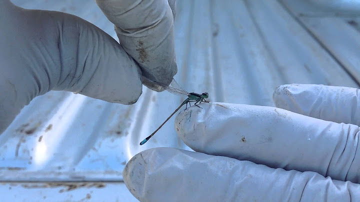 Have you ever seen a DragonFly?