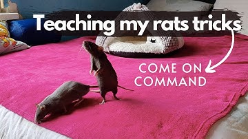 TRAINING my RATS // teaching them to come when called | DIY Pets & Life