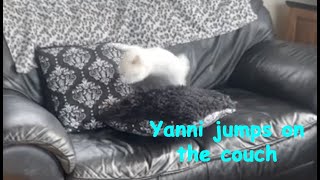 My Bun Yanni Jumping on the couch