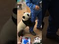 Cute Panda #panda #pandas #shorts #shortvideo #youtubeshorts #trending #viral #animals #aipanda #fyp