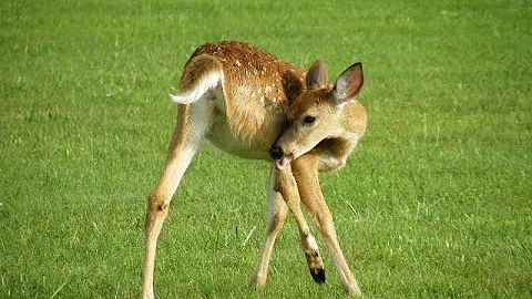 Deer Population Control