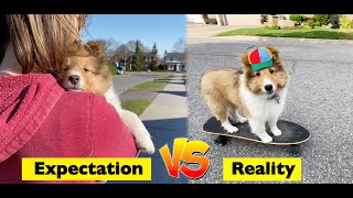 This is NOT the Puppy we EXPECTED!  🤪🐶Cricket (the Sheltie) Chronicles Instagram Collection #6