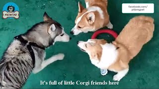 Husky is extremely scared when surrounded by a herd of short-legged Corgi by PTB My Pet 30 views 3 years ago 1 minute, 9 seconds