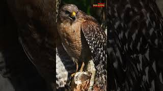 Famous red shouldered hawk calling in a Florida swamp | wildlife | birds | birds of prey #shorts Profile