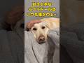 甘えたの大型犬ラブラドールはいつも誰かに身を委ねています。 #short #shorts #ラブラドールレトリバー