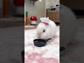 ミルクシェフ👨‍🍳の野菜炒め🥕🥬飼い主には振る舞わずに全部自分で食べちゃうよ！🤣 #うさぎのポッケ #ミルクシェフ #rabbit #shorts