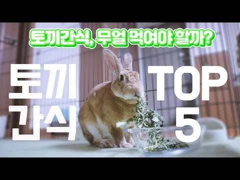 【토끼 키우기】 토끼에게 어떤 간식을 주어야 할까? 토끼에게 좋은 간식 TOP 5