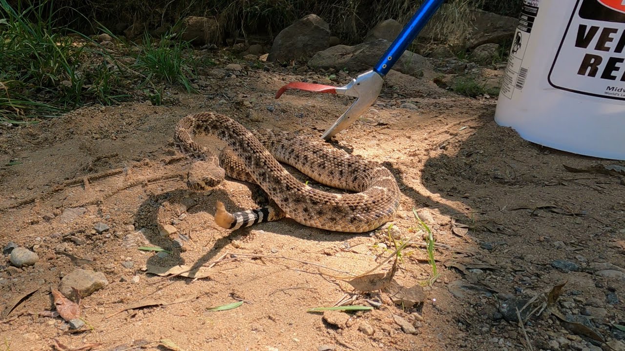 San Diego Mystery Snake: A Western Diamondback Found Outside It's Natural Range