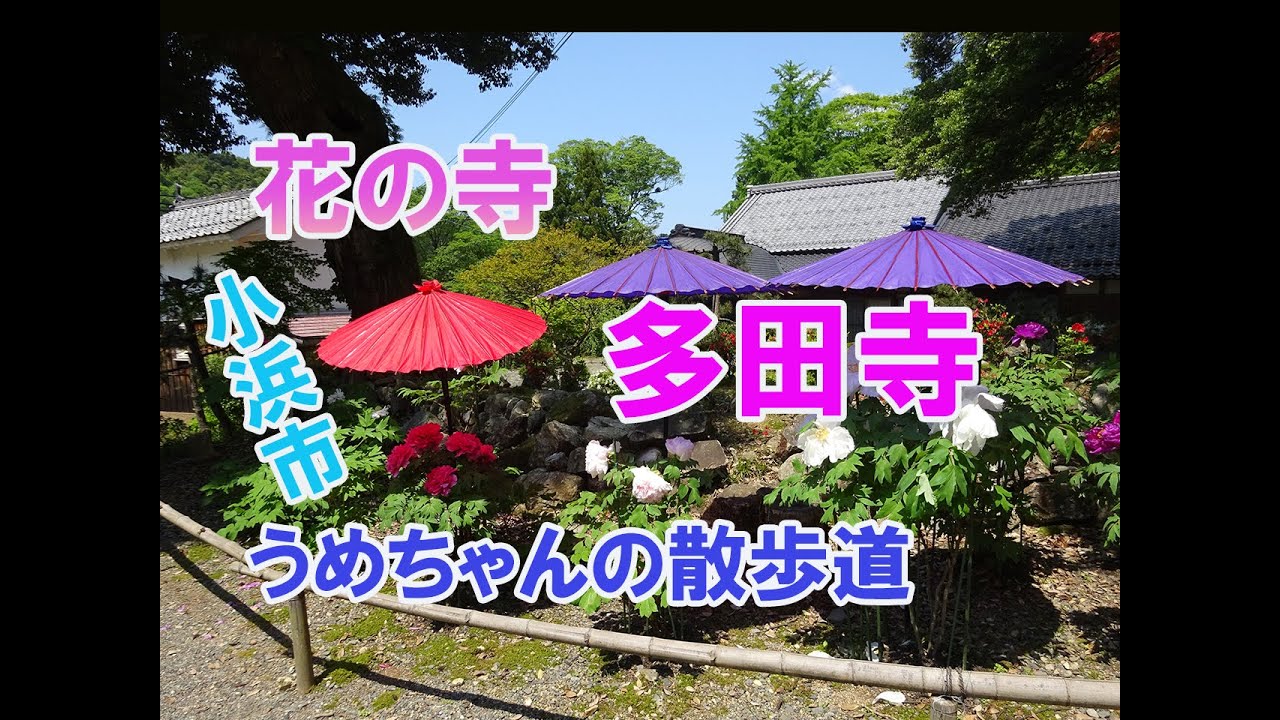【花の寺　多田寺】福井県内一の花の寺にしようと奮闘中。色傘をさした牡丹が美しい。シャクナゲ、ツツジも見ごろ。手水舎もお花でいっぱいでした。眼病祈願寺