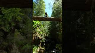 Insane Jump From Fallen Tree